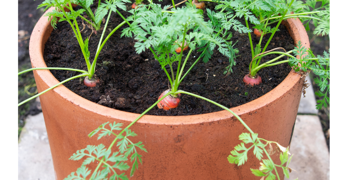 Carrots in pots